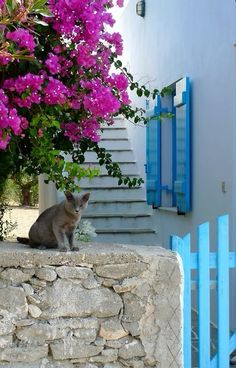 a cat sitting on top of a stone wall next to purple flowers and blue shutters