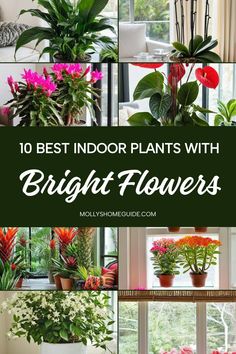 the top 10 best indoor plants with bright flowers