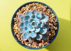 a small blue potted plant sitting on top of a green table next to a yellow wall