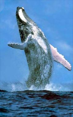 a humpback whale jumping out of the water