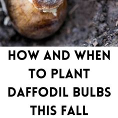 daffodil bulbs Planting Bulbs In Fall, When To Plant Daffodil Bulbs, When To Plant Bulbs, Daffodil Flowers, When To Plant