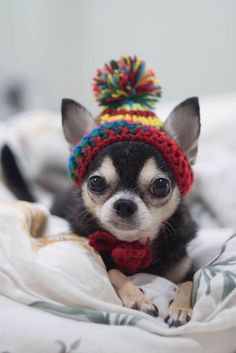 a small dog wearing a colorful knitted hat and scarf on top of a bed