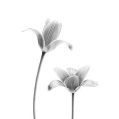 black and white photograph of three flowers