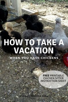 chickens are standing around in the dirt near a chicken coop with text overlay that reads how to take a vacation when you have chickens