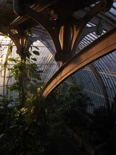 the inside of a greenhouse with lots of plants