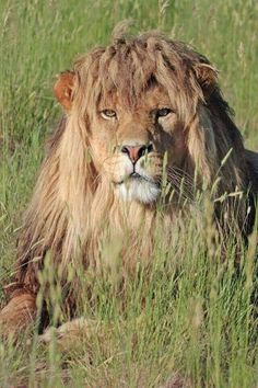 a lion laying in the grass with its head turned to look like it is looking at something