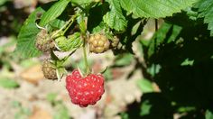 raspberries growing on the bush with green leaves in the foreground and another berry still attached to the branch