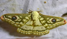 a close up of a moth on a white sheet with other moths around the area