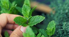 a person holding up a green leafy plant in their hand with other plants behind it