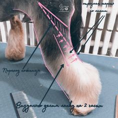 a horse's hair is being groomed with a comb and other parts labeled in pink