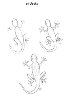 three different types of geckos are shown in this drawing lesson, which shows how to