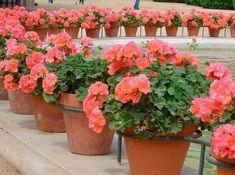 many potted flowers are lined up in front of a fountain