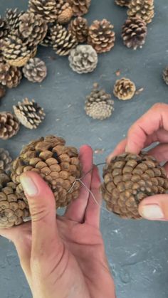 two hands holding pine cones in front of many other pine cones