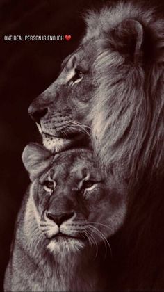 an image of two lions with the caption one real person is enough to love