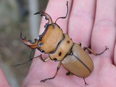 a close up of a person's hand holding a small insect in it's palm