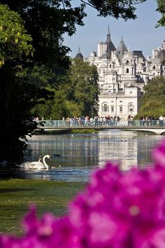 a swan swimming on the water in front of a large white building with purple flowers