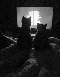 two cats sitting in front of a computer monitor with the screen lit up at night