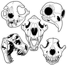 four different types of skulls in black and white