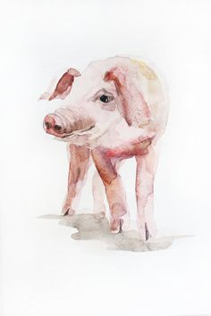 a watercolor painting of a pig on a white background