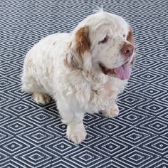 a white and brown dog laying on top of a rug