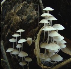 a group of mushrooms growing out of the ground