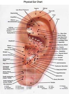 The Incredible Range of Ear Acupuncture Points Most people are familiar with acupuncture, where very fine filaments (‘acupuncture needles’) are inserted into specific acupuncture points on the skin to relieve pain or otherwise help sort out health disorders. (Performed correctly, … Accupressure Point Ear, Ear Accupunture Points, Ear Piercing Meanings, Accupressure Point, Ear Acupressure