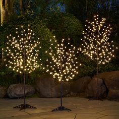 three lighted trees in the middle of a garden at night with rocks and bushes behind them