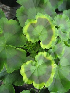 green leaves with yellow and white markings on them