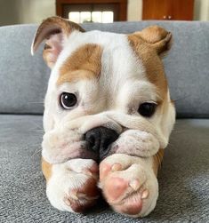 a small brown and white dog laying on top of a couch