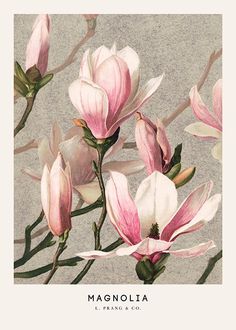 a painting of pink flowers with the words magnolia written in white on top of it