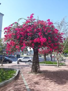 a tree with pink flowers in the middle of a sidewalk