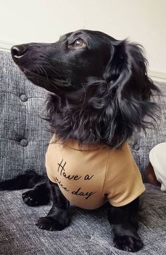 a black dog wearing a t - shirt that says there is a story on it