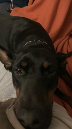 a black and brown dog laying on top of a bed next to an orange blanket