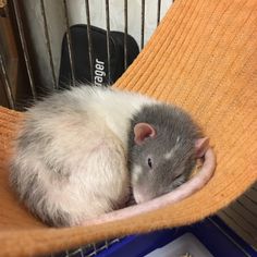 a gray and white rat curled up in a hamster cage