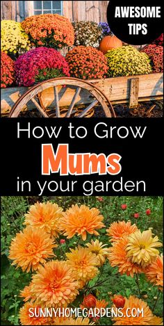 Learn how to grow and care for mums with these fall flowers tips. Discover planting chrysanthemums, chrysanthemum care, and creating autumn planters. Perfect for beginners and advanced gardeners, these tips will help you create a vibrant fall garden. Chrysanthemum Care, Autumn Planters, Fall Planting Guide, Caring For Mums, Fall Flowers Garden, Planting Mums, Backyard Flowers Garden, Garden Mum, Flower Garden Plans