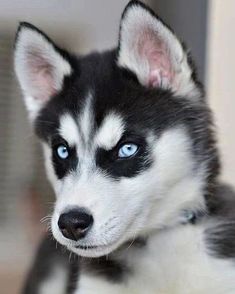 a black and white husky dog with blue eyes