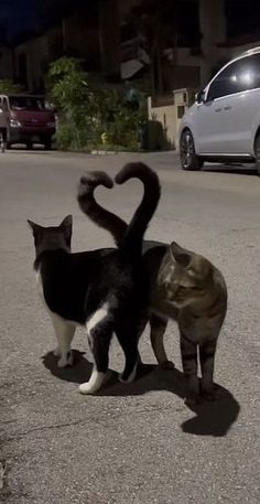 two cats standing in the middle of an empty street, one with its tail shaped like a heart