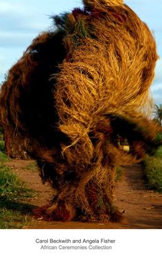 an animal that is standing on its hind legs with it's head in the grass