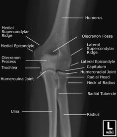 an x - ray view of the knee showing different types of bones and their functions