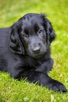 a black dog laying in the grass looking at the camera with an intense look on his face