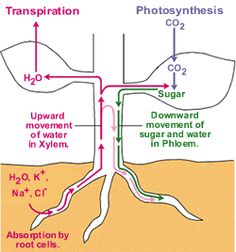 the diagram shows how photosynths are used to make plants grow from roots and water