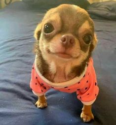 a small dog wearing a pink shirt on top of a bed