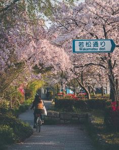 a person riding a bike down a sidewalk next to cherry blossom trees in full bloom