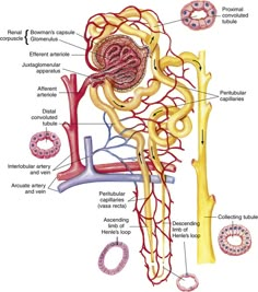 the anatomy of the human body and its major structures, including blood vessels, stomachs,