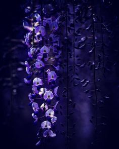 purple flowers are hanging in the dark