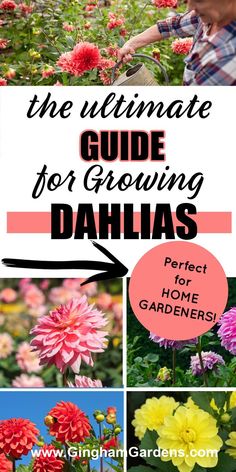 the ultimate guide for growing dahlas perfect for home gardeners