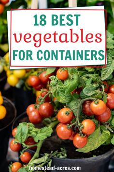 Container gardening is a great way to grow fresh vegetables. It takes less weeding and work than in ground gardens. Try these 18 best vegetables for container gardens to get your plants started right. Bucket Planting, Garden In Florida, Growing Hacks, Easy To Grow Plants, Edible Gardening, Best Vegetables