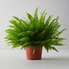 a green plant in a red pot on a white table