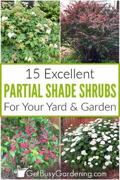 different types of shrubs with text overlay that reads 15 excellent partial shade shrubs for your yard and garden