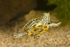 a yellow and black turtle floating on top of gravel